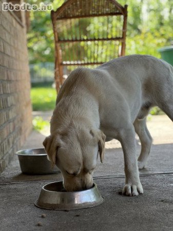 Labrador (Countrybelle)