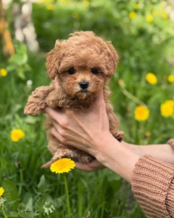 Máltai+uszkár=Maltipoo havanese bichon