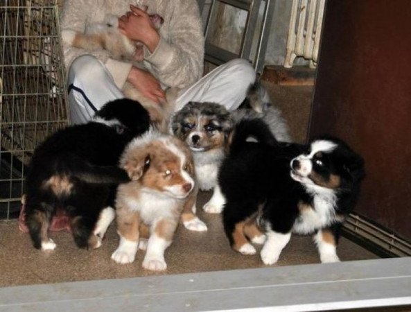 Ausztrál juhászkutya