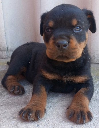 Rottweiler