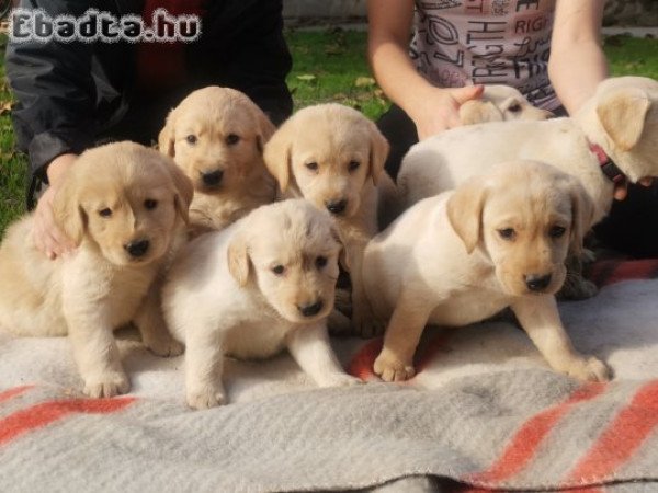 Labrador zsemle színű kiskutyák eladók!