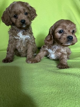 cavapoo