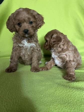 cavapoo