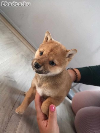 Shiba inu jellegű kölykök keresik gazdájukat