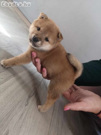 Shiba inu jellegű kölykök keresik gazdájukat