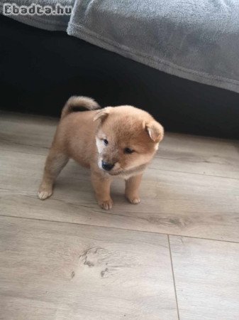 Shiba inu jellegű kölykök keresik gazdájukat