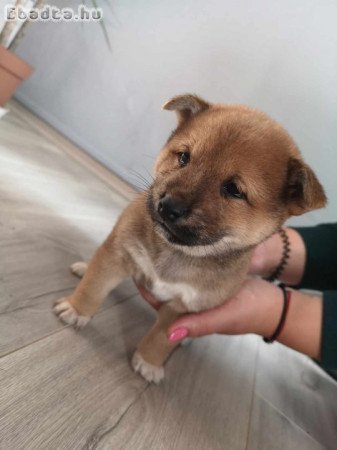 Shiba inu jellegű kölykök keresik gazdájukat