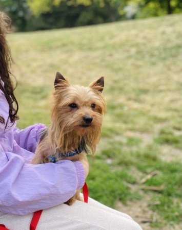 Yorkshire terrier
