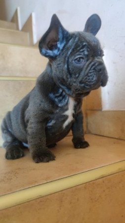 francia bulldog