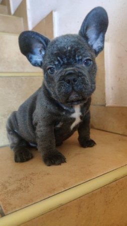 francia bulldog