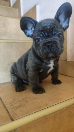 francia bulldog