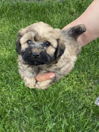 Havapoo bichon havanese × toy uszkár