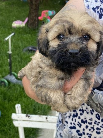 Havapoo bichon havanese × toy uszkár