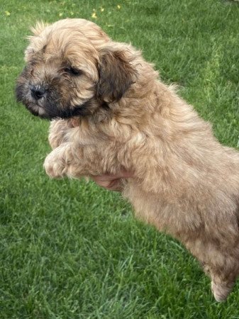 Havapoo bichon havanese × toy uszkár