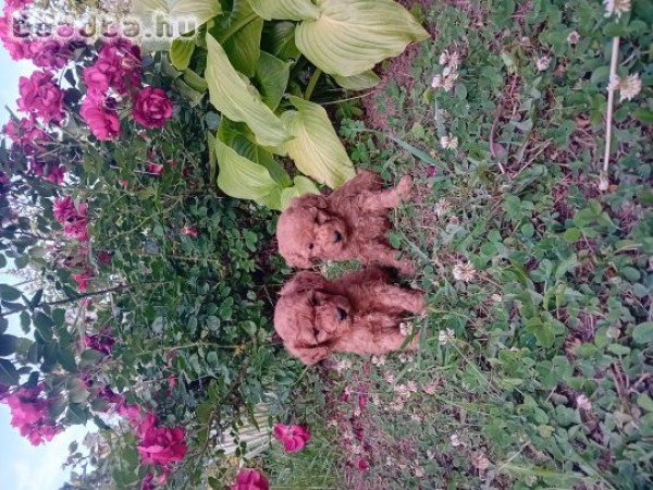 Törpe uszkár kiskutyák