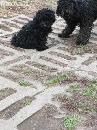 2 fiú puli kiskutya