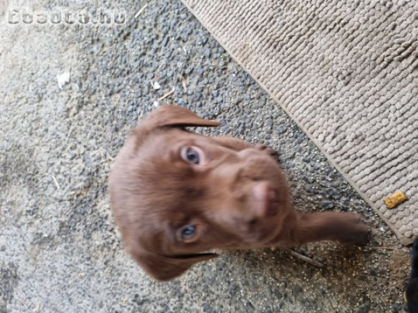 Labrador fajta jellegű kölyök