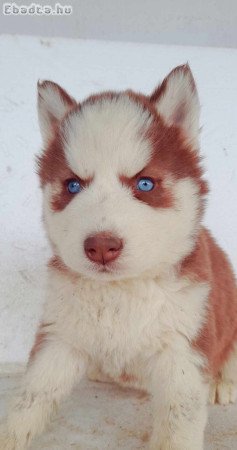 Husky kölykök eladók