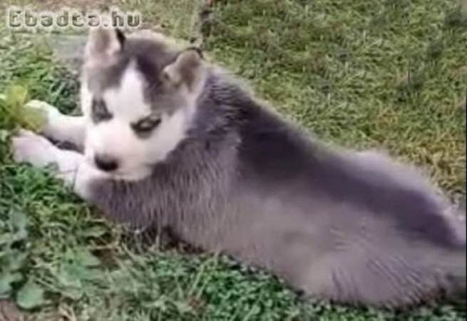 Husky kölykök eladók