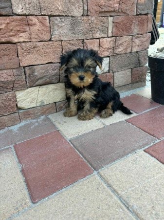 Yorkshire terrier