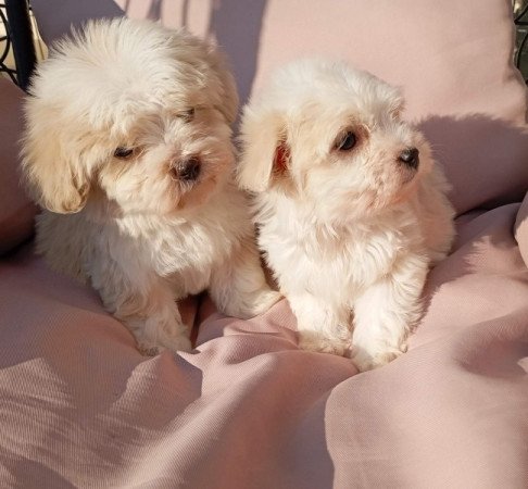Bichon Havanese