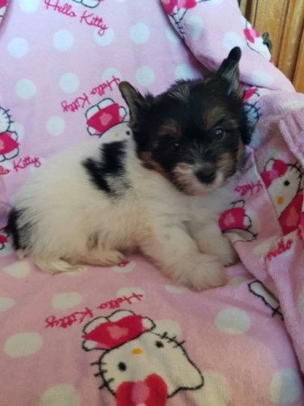 Yorkshire terrier biewer