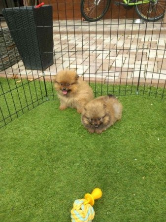 Pomerániai törpespicc