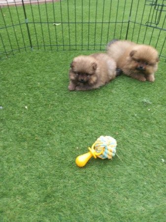 Pomerániai törpespicc