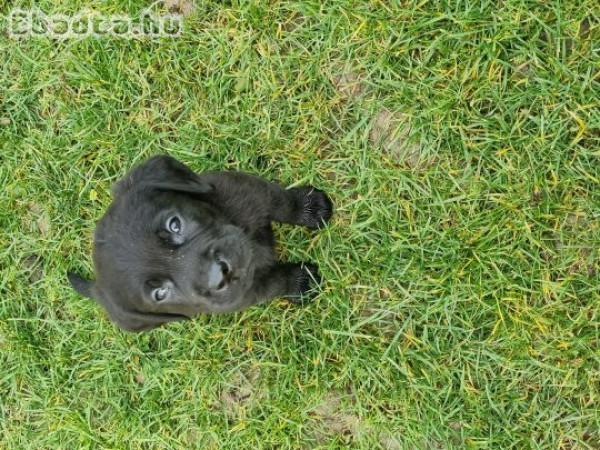 Labrador fajta jellegű kölyök