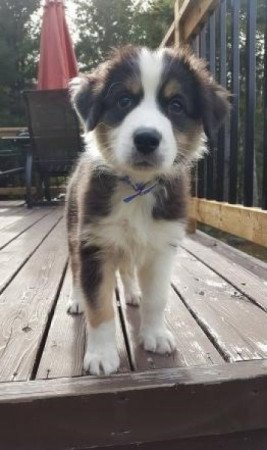 ausztrál juhászkutya