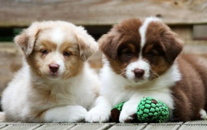 Ausztrál juhászkutya