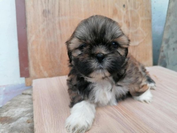 Shih-tzu