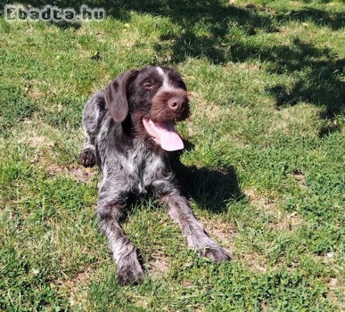 Drótszőrű német vizsla