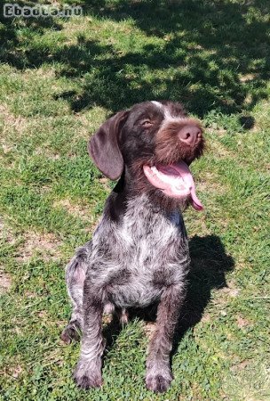 Drótszőrű német vizsla