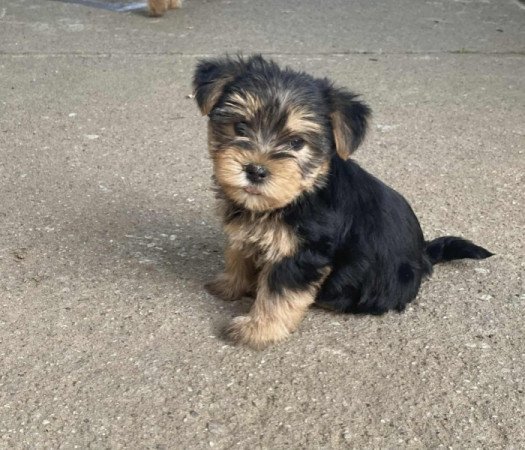 Yorkshire terrier