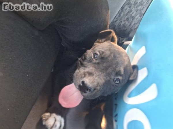 Eladó  kiskutyák