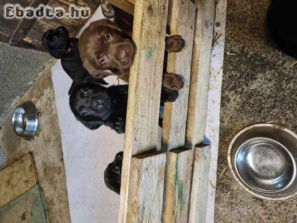 Labrador fajta jellegű kölyök