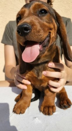 Alpok-táji tacskókopó