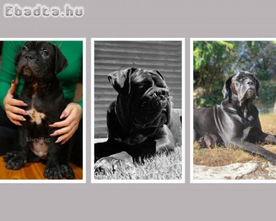 Cane Corso Törzskönyves szülőktől