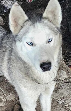 Szibériai Husky  Másfél éves lány c