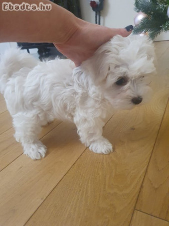 Bichon Havanese