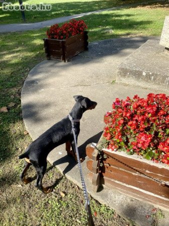 Gazdit cserélne fajtiszta Dobermann kölyök