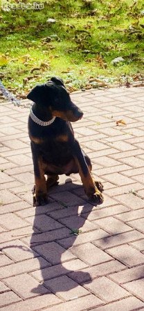 Gazdit cserélne fajtiszta Dobermann kölyök