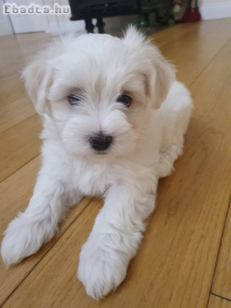 Bichon Havanese