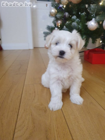 Bichon Havanese