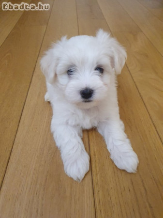 Bichon Havanese