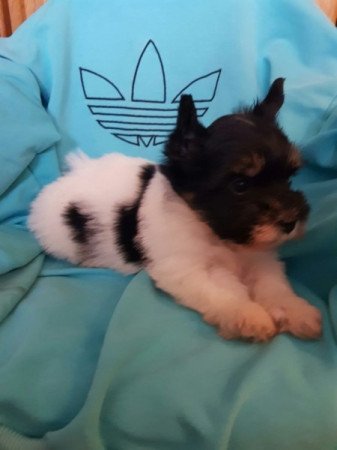 Yorkshire terrier biewer