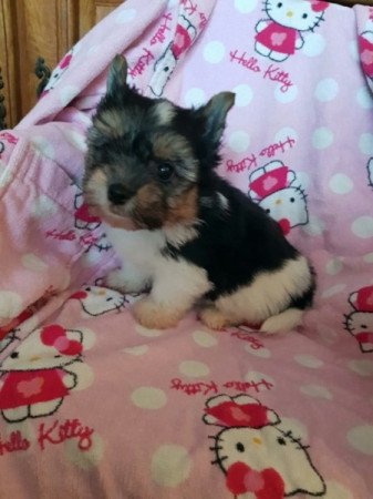 Yorkshire terrier biewer