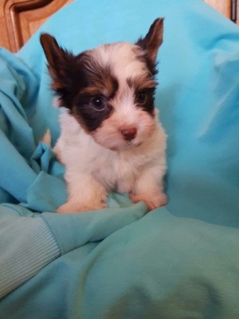 Yorkshire terrier biewer csoki