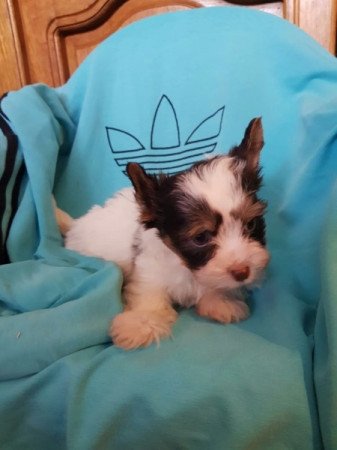 Yorkshire terrier biewer csoki